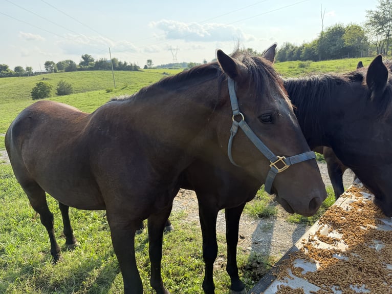 Mustang Wałach 3 lat Kara in Mosheim Tennessee
