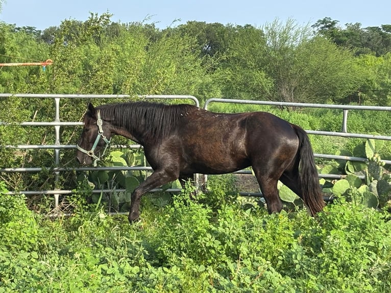 Mustang Wałach 4 lat 150 cm Kara in 000