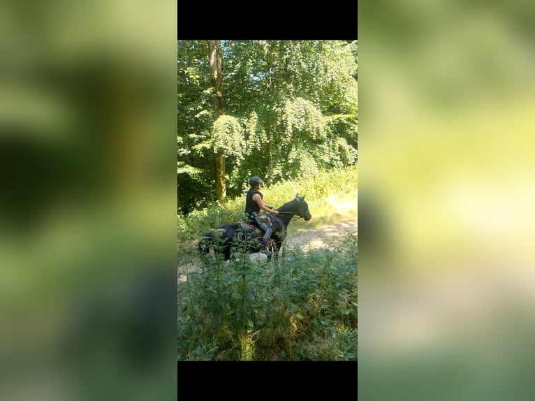 Mustang Wałach 4 lat 150 cm Kara in Welver