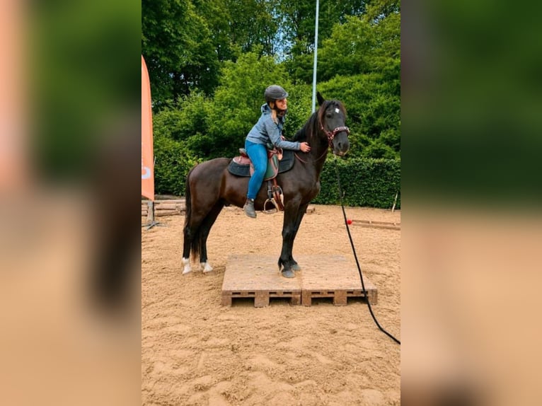 Mustang Wałach 4 lat 150 cm Kara in Welver