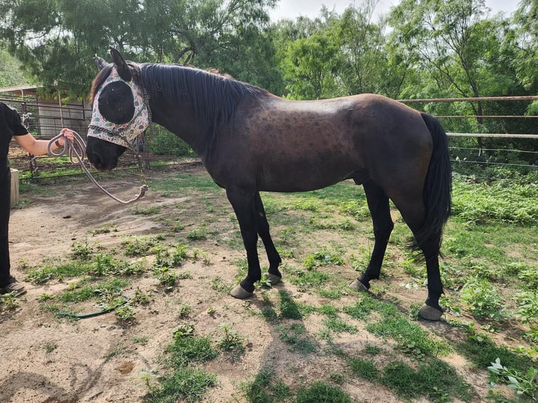 Mustang Wałach 4 lat 157 cm Kara in Taunusstein