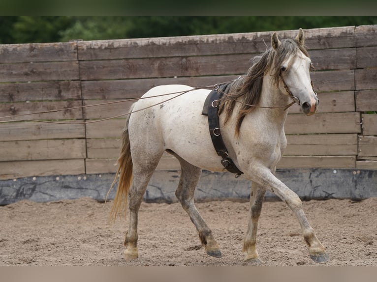 Mustang Wałach 6 lat 144 cm Siwa in Heinzenbach