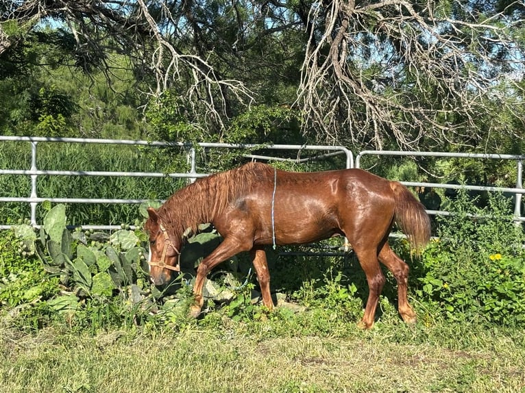 Mustang Wałach 6 lat 147 cm Kasztanowata in 000