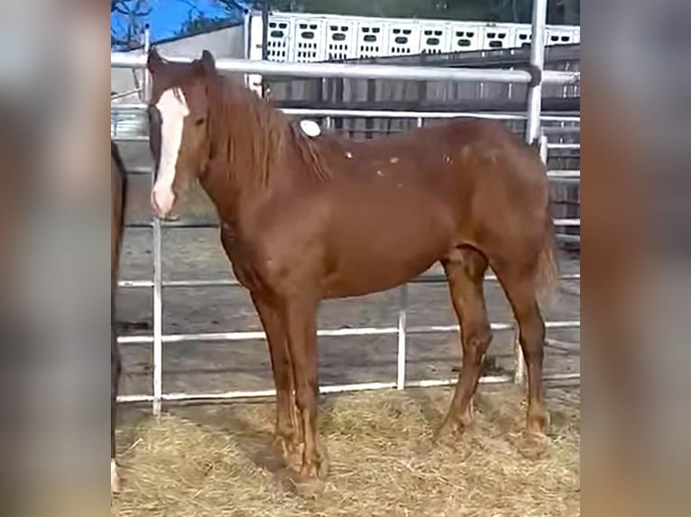 Mustang Wałach 6 lat 147 cm Kasztanowata in 000