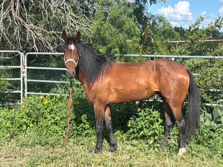 Mustang Wałach 6 lat 152 cm Gniada in 00
