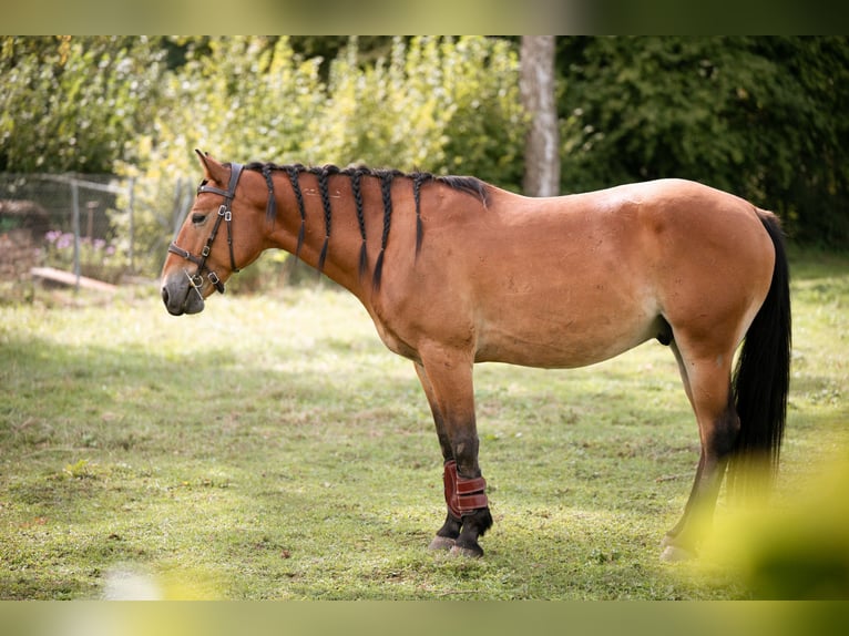 Mustang Wałach 7 lat 147 cm Gniada in Lauchringen
