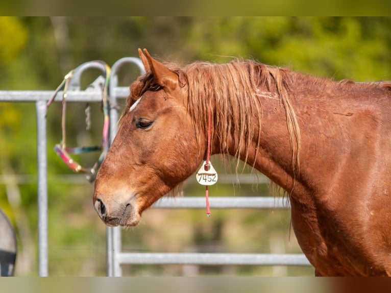 Mustang Wałach 7 lat 147 cm Kasztanowata in Neu Drefahl
