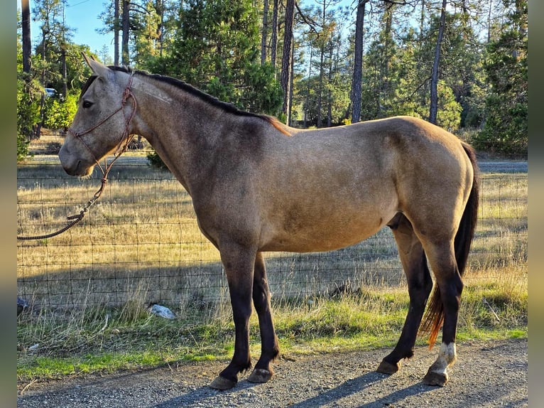 Mustang Wałach 7 lat 150 cm Jelenia in 00