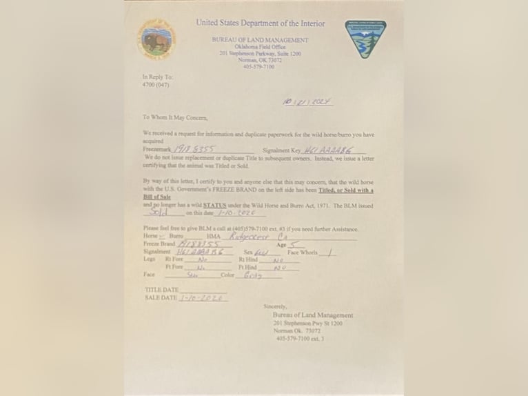 Mustang Wałach 7 lat 163 cm Siwa jabłkowita in King City CA