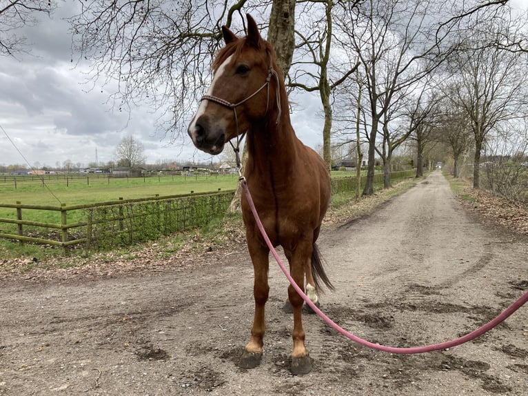 Mustang Wałach 8 lat 144 cm Kasztanowata in Geel
