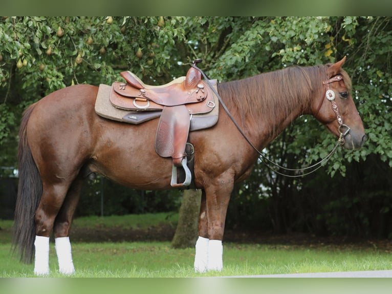 Mustang Wałach 8 lat 146 cm Ciemnokasztanowata in Oberlangen