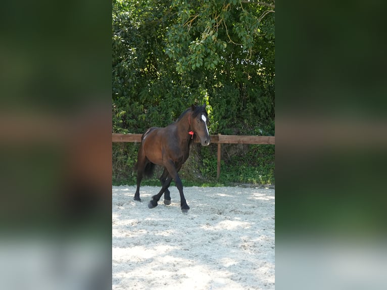 Mustang Wałach 8 lat 148 cm Kara in Rot an der Rot