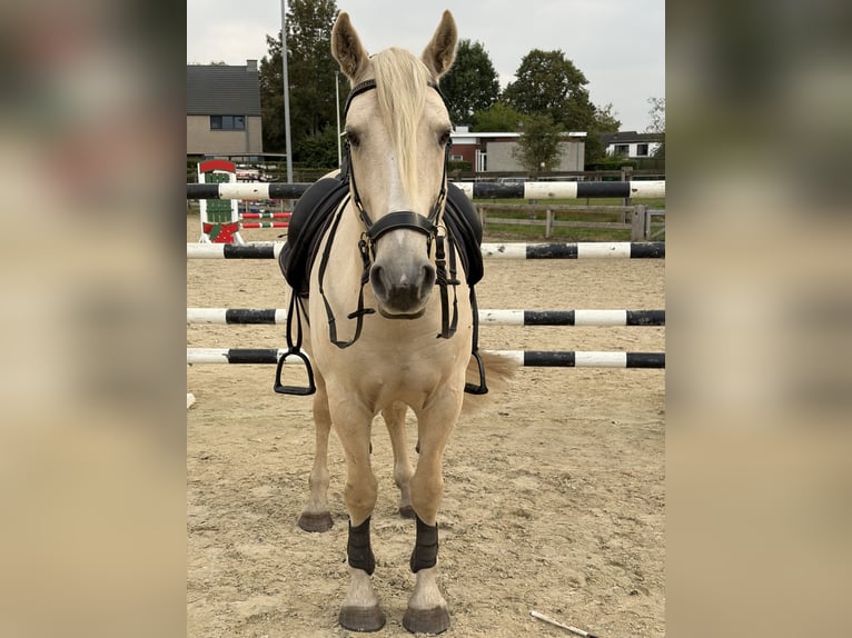 Mustang Wałach 9 lat 150 cm Izabelowata in Aartselaar