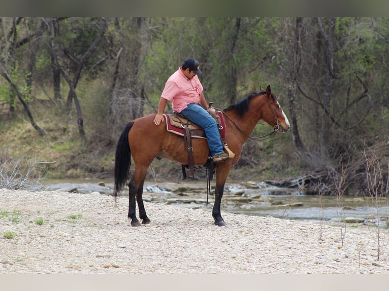 Mustang Wałach 9 lat 152 cm Gniada in Stephenville TX