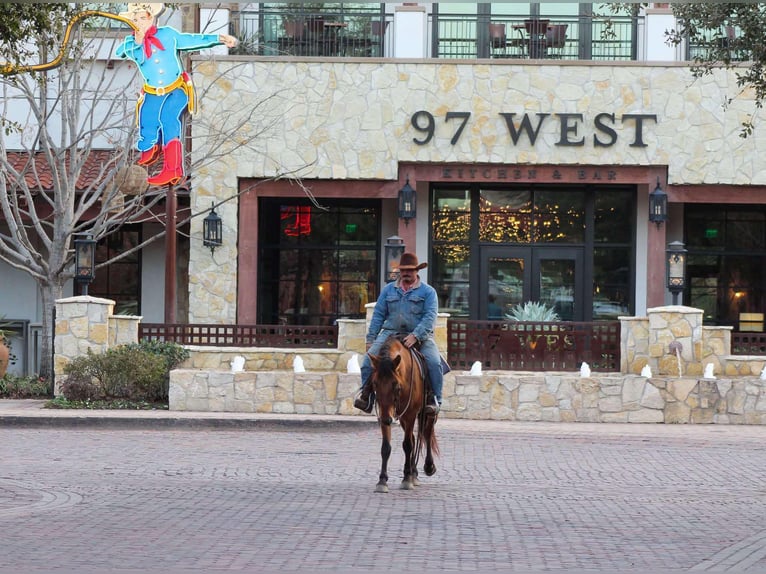 Mustang Wałach 6 lat 142 cm Bułana in Stephenville TX