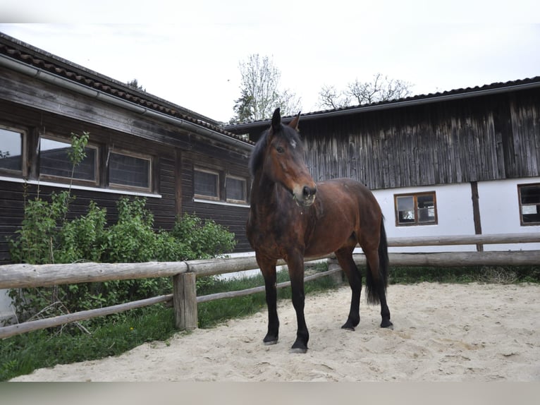 Mustang Yegua 11 años 152 cm Castaño in Laaber