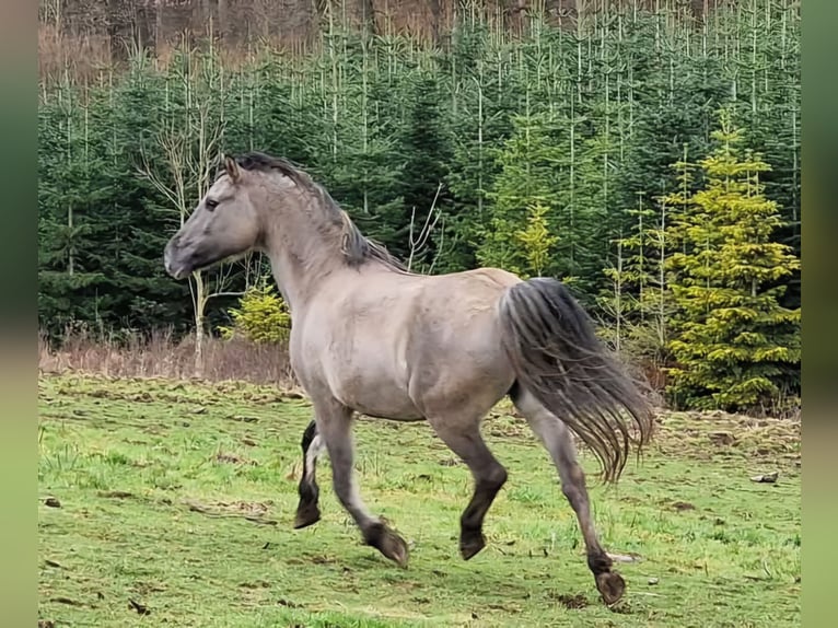 Mustang Yegua 12 años 157 cm Grullo in Arnshöfen