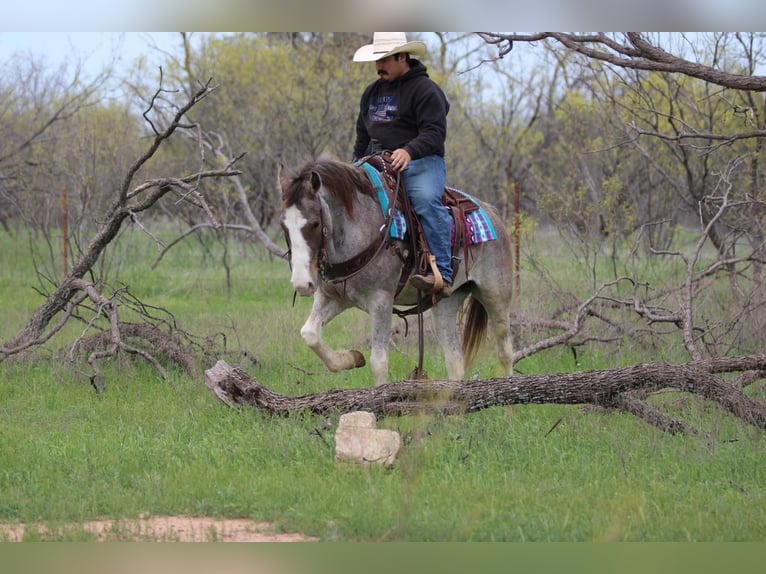 Mustang Yegua 13 años 152 cm Castaño-ruano in Stephenville TX