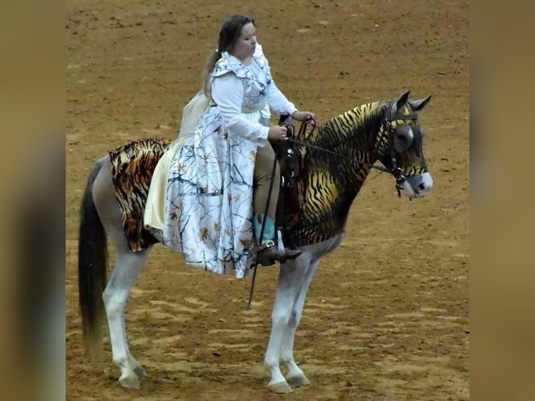 Mustang Yegua 14 años 152 cm Castaño-ruano in Stephenville TX