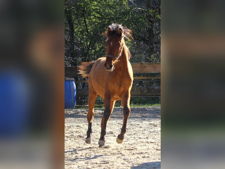 Mustang Yegua 1 año 155 cm Bayo in Siegen
