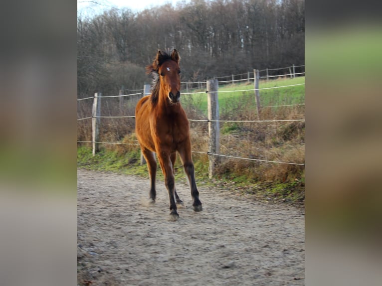 Mustang Yegua 1 año 155 cm Bayo in Siegen