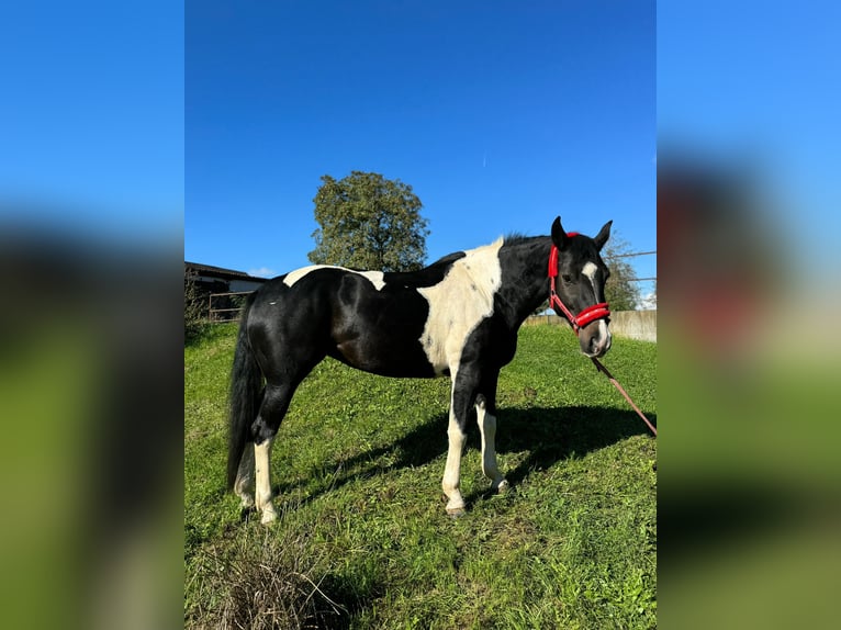 Mustang Yegua 1 año 155 cm in Kupferzell