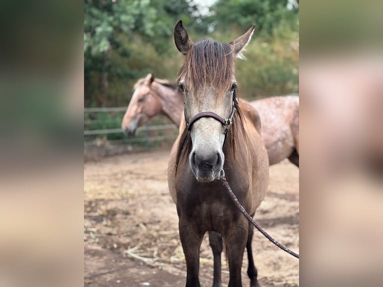 Mustang Mestizo Yegua 2 años Buckskin/Bayo in Nennhausen