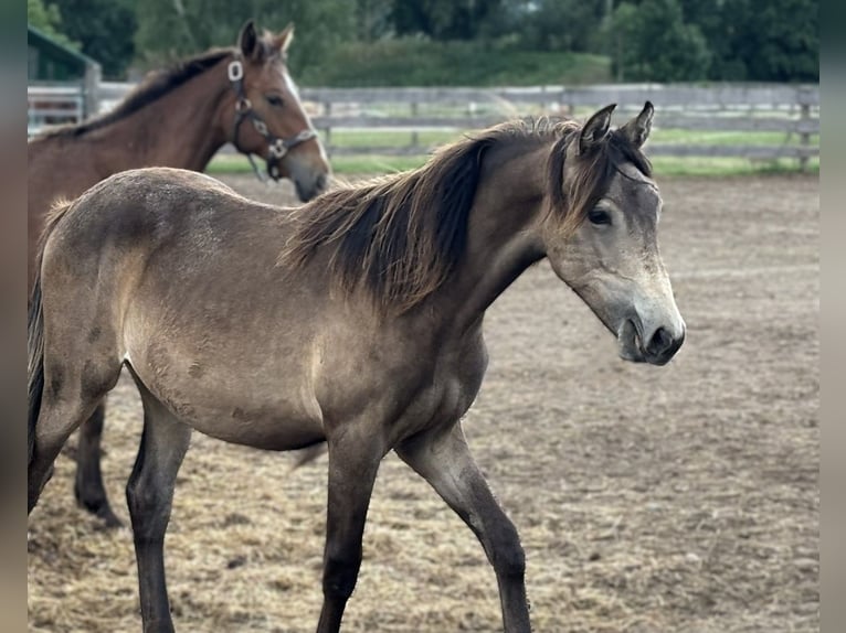 Mustang Mestizo Yegua 2 años Buckskin/Bayo in Nennhausen