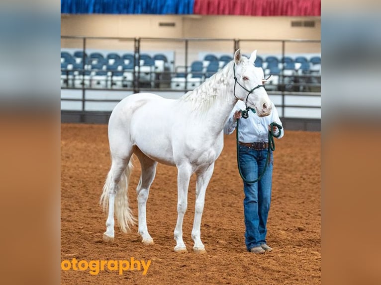 Mustang Yegua 3 años 140 cm Tordo in 00