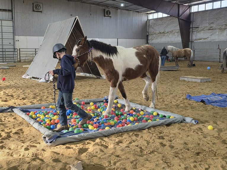 Mustang Yegua 4 años 143 cm Pío in 00