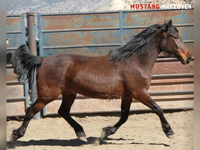 Mustang Yegua 4 años Castaño in Taunusstein