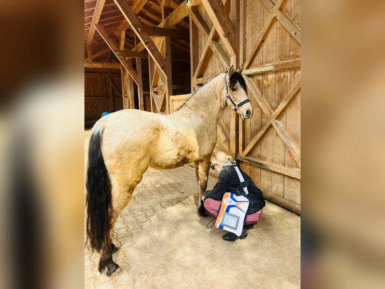 Mustang Yegua 5 años 150 cm Buckskin/Bayo in Ramsau