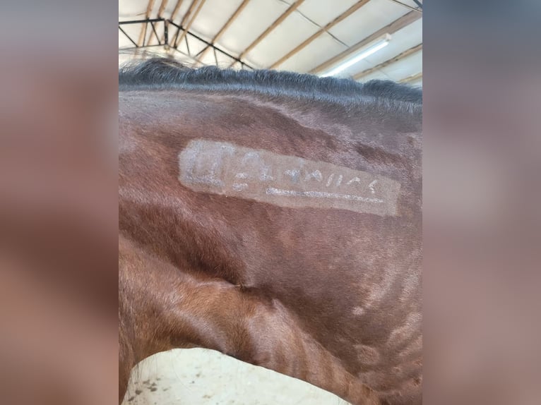 Mustang Yegua 6 años 142 cm Castaño oscuro in Laceys Spring, AL