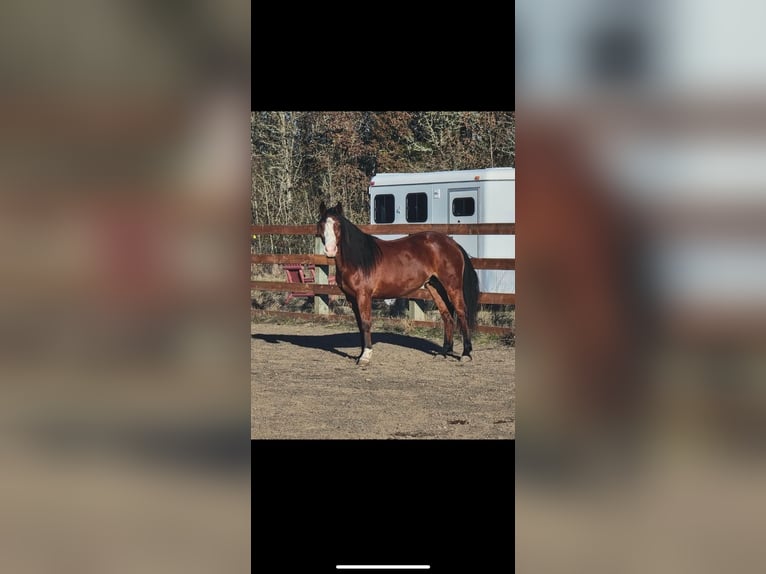 Mustang Yegua 6 años 143 cm Castaño oscuro in Osterholz-Scharmbeck