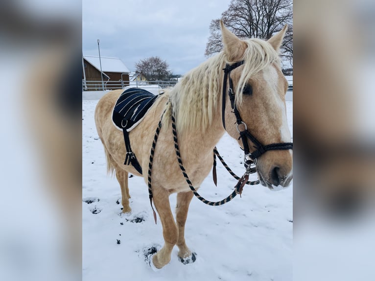 Mustang Yegua 6 años 147 cm Palomino in Selb