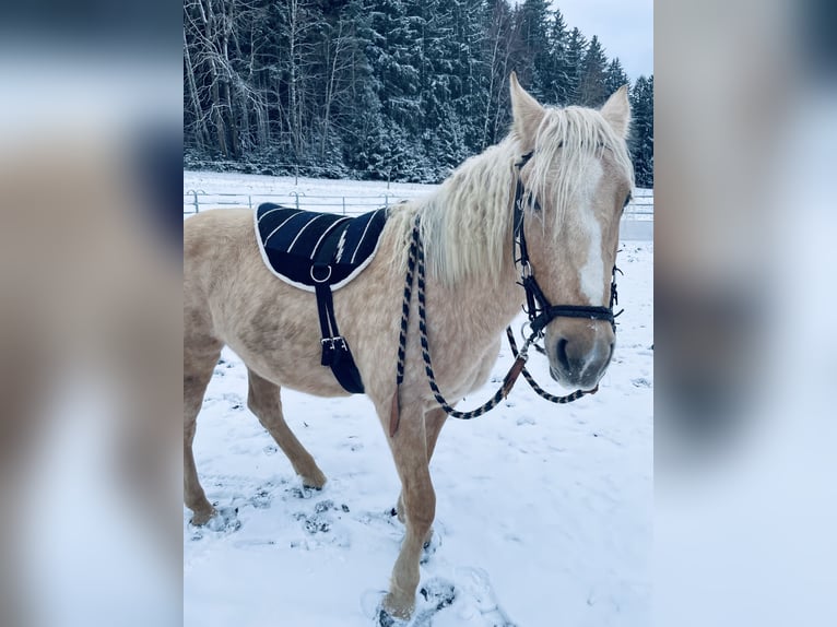 Mustang Yegua 6 años 147 cm Palomino in Selb