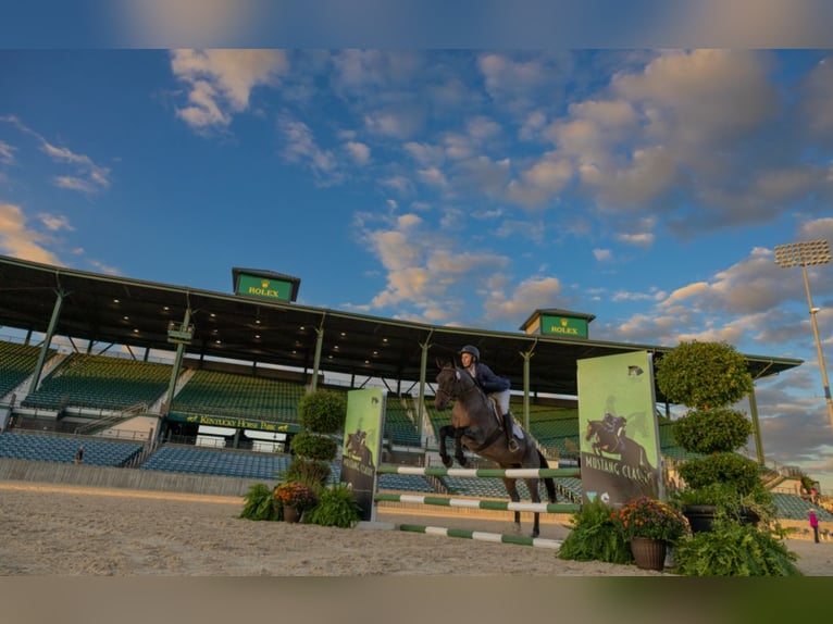 Mustang Yegua 6 años Castaño-ruano in Floresville