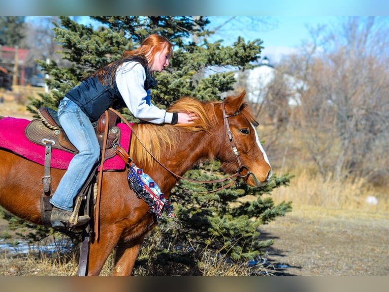 Mustang Yegua 7 años 142 cm Alazán rojizo in Fort Collins