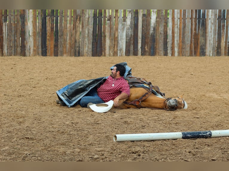 Mustang Yegua 8 años 147 cm Palomino in sTEPHENVILLE tx