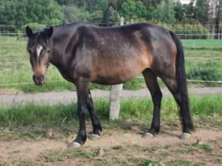 Mustang Yegua 8 años 157 cm Morcillo in Maxsain