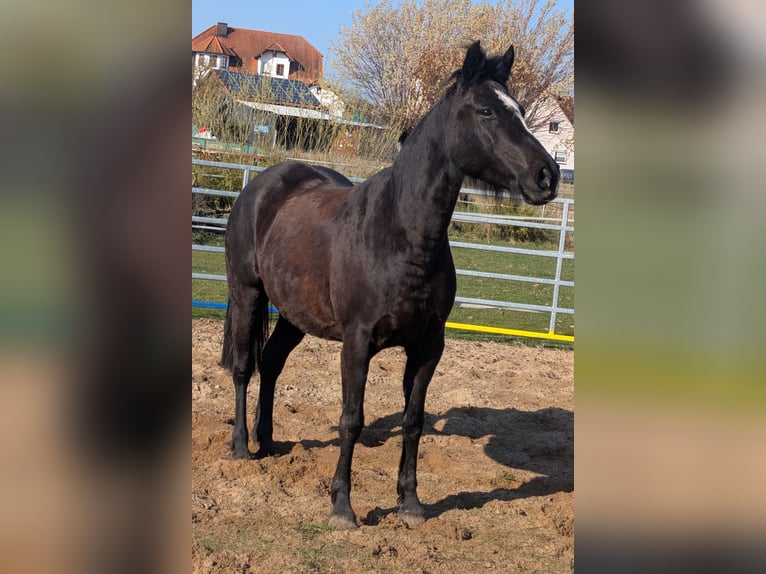 Mustang Mestizo Yegua 9 años 150 cm Negro in Leutenbach