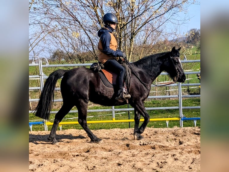 Mustang Mestizo Yegua 9 años 150 cm Negro in Leutenbach