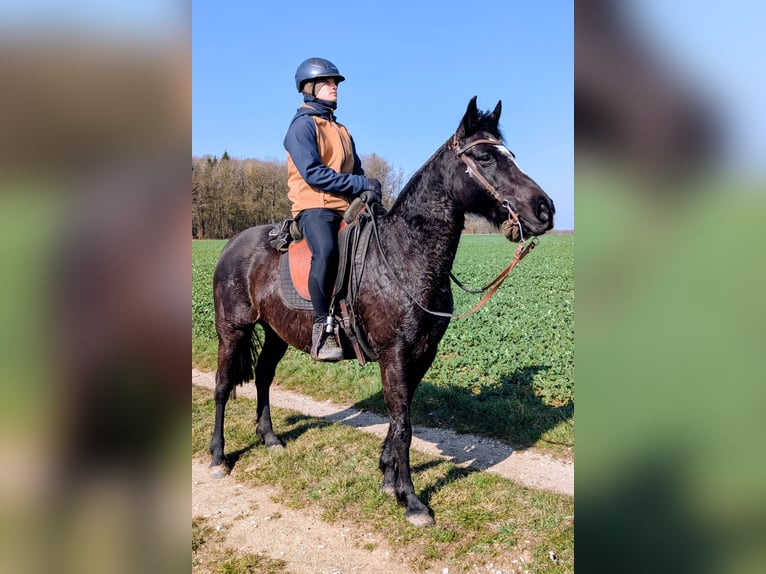 Mustang Mestizo Yegua 9 años 150 cm Negro in Leutenbach