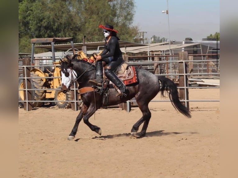 Mustang Yegua 9 años 152 cm Castaño-ruano in Boaz Alabama