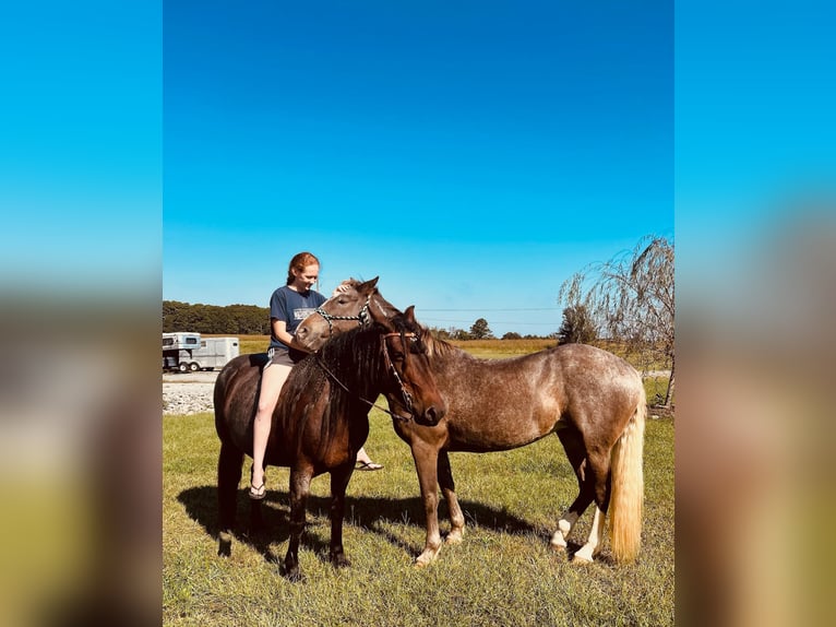 Mustang Yegua 9 años 152 cm Castaño-ruano in Boaz Alabama