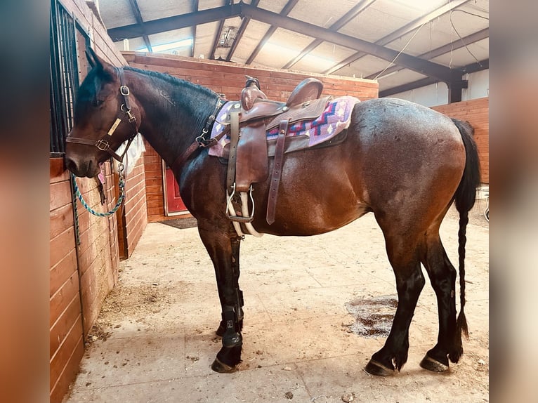 Mustang Yegua 9 años 152 cm Castaño-ruano in Boaz Alabama