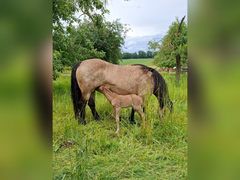 Mustang Mestizo Yegua Potro (01/2026) 150 cm Palomino in Kupferzell
