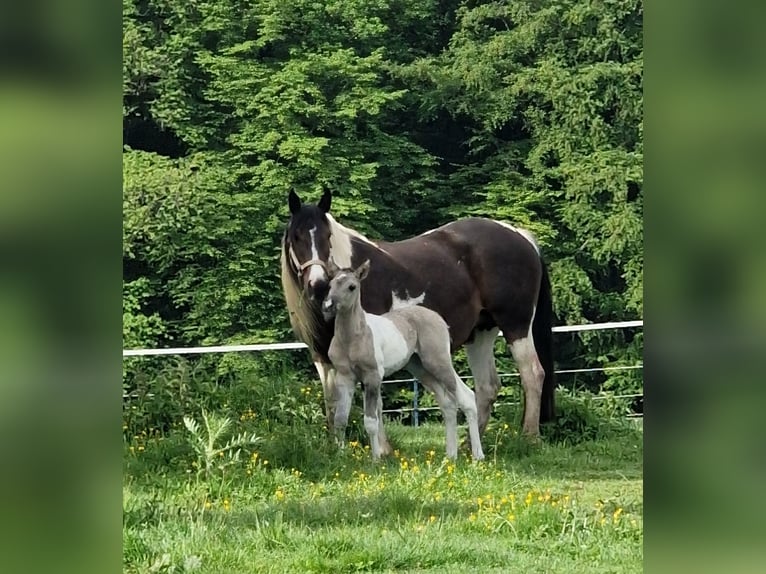 Mustang Yegua Potro (05/2026) 153 cm Tobiano-todas las-capas in Maxsain
