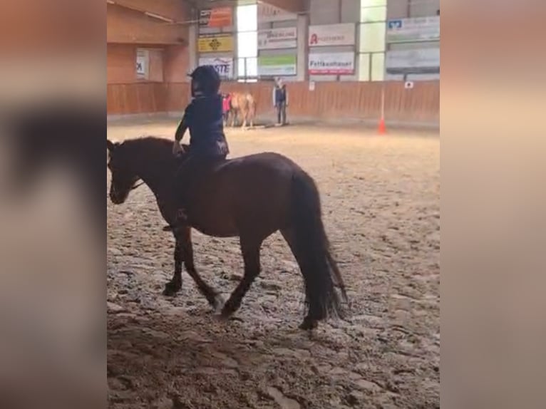 Mutter/Tochtergespann sucht eine Reitbeteiligung 