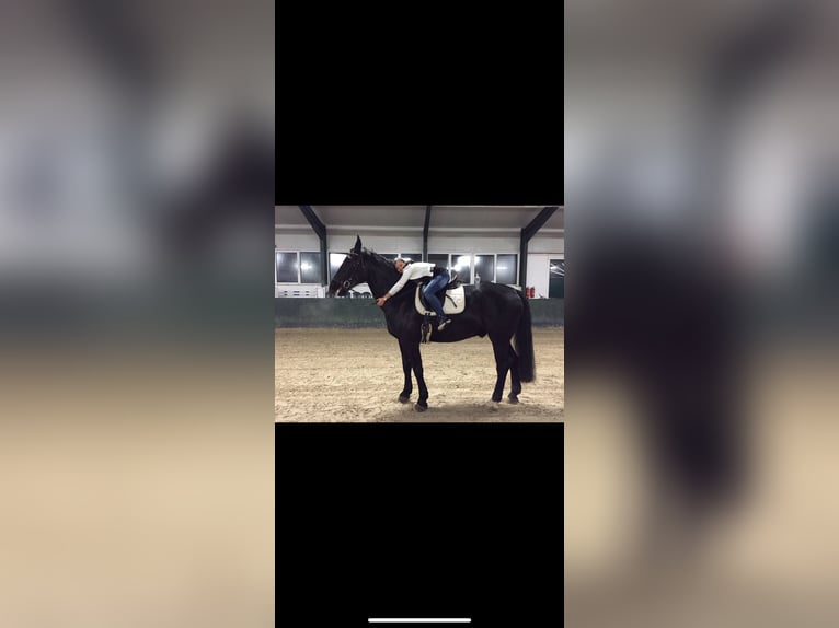 Mutter/Tochtergespann sucht eine Reitbeteiligung 
